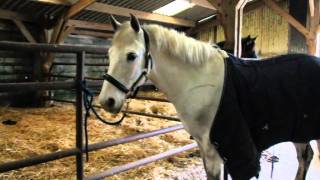 mon poney en Or [upl. by Giff]