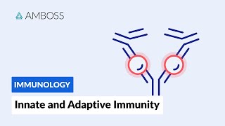 Innate and Adaptive Immunity Types of Immune Responses Full version [upl. by Ethan857]