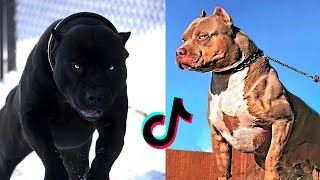 Badass Dog Videos  Protection Dogs Are Badass  Furry Buddy [upl. by Noreen]