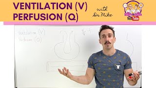 Ventilation V Perfusion Q Coupling [upl. by Consuelo]