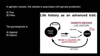 Gametic meiosis  Gametophyte  Sporophyte [upl. by Saul]