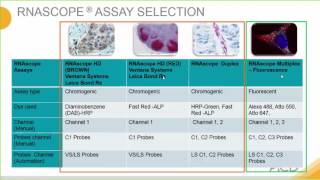 Introduction to the RNAscope® Assay [upl. by Nibur]