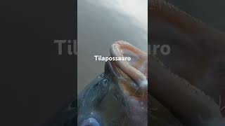 Tilápia do nilo  Apoie o canal peixevivovalemais pescaria fishing tilapia [upl. by Ryhpez958]