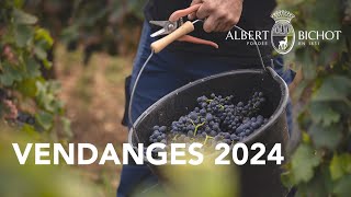 Vendanges 2024 chez Albert Bichot [upl. by Eneleh]