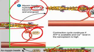 Sliding filament theory of muscle contraction [upl. by Spain]