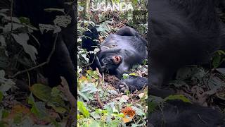 ❤️Meet Makara The Majestic Gorilla Leader Relaxing in Bwindi❤️ [upl. by Kanor]