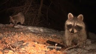 Raccoon Kits with Cerebellar Hypoplasia Update [upl. by Nebuer]