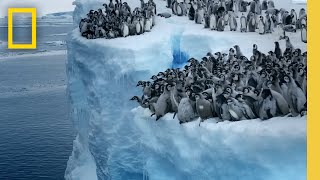 Emperor penguin chicks jump off a 50foot cliff in Antarctica NEVERBEFOREFILMED FOR TV  Nat Geo [upl. by Aushoj19]