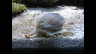 Meerwasser Schnecke  Nassarius coronatus [upl. by Salot348]