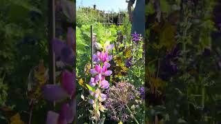 How to grow a vase of flowers with lupins salvias and poppies [upl. by Assilla]