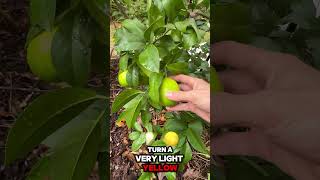 Lemons ripening in the fall tropicalgardening citrus garden [upl. by Delanos]