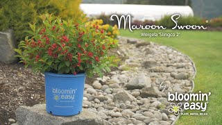 Meet Maroon Swoon® Weigela [upl. by Jamnis]