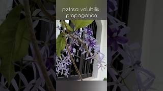 Petrea volubilis propagation  2 ways to propagate petrea  Sandpaper vine ytshorts homegarden [upl. by Saidee]