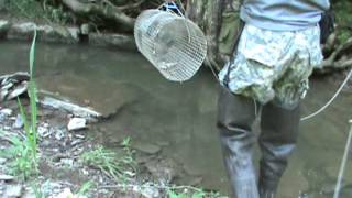 The Ky Woodsman Trapping Crayfish Part 1 [upl. by Amoreta]