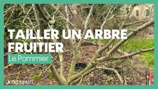 Comment tailler un arbre fruitier  le pommier  Truffaut [upl. by Ahtnamys]