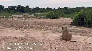 Nkuhuma Lioness stalking a Waterbuck  18 January 2024 [upl. by Rusty826]