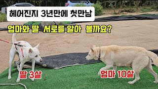 진돗개 가족 헤어진지 3년만의 만남 엄마와 딸은 서로를 알아 볼까요 진돗개 이산가족 엄마와 딸 멋진강아지 귀여운강아지 반려견 [upl. by Corell]