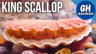 Species Spotlight  King scallop Pecten maximus [upl. by Trager618]