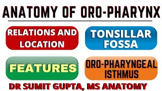 OROPHARYNX  ANATOMY  LOCATION  TONSILLAR FOSSA [upl. by Niawd413]