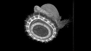 MicroCT scan of a bloodworm Glyceridae Polychaeta [upl. by Molini]