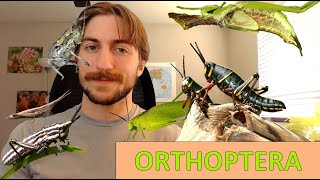 Orthoptera Grasshoppers Crickets Katydids  Order Spotlight [upl. by Hnahym]