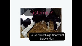 Listeriosis in cattle causeclinical signstreatmentprevention [upl. by Hyacinthie]