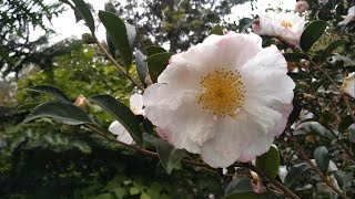 Pruning Kims Camellia Sasanqua Year 1 Trish The Gong Gardener [upl. by Notnel444]