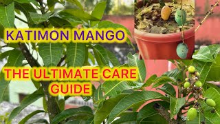 Katimon Mango plant care and fertiliser for flowering and Fruiting  florapassion [upl. by Herson357]