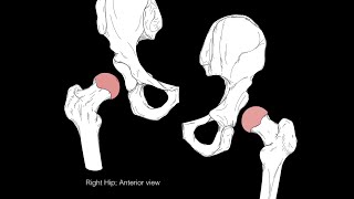 Hip joint structure and actions [upl. by Reiter]