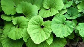 What is butterbur good for [upl. by Naved464]