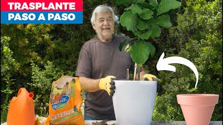 Cómo trasplantar una planta [upl. by Esau479]