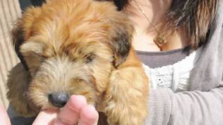 Waldo the Wheaten Terrier [upl. by Rip]