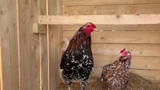 American Gamefowl Morgan whitehackles [upl. by Hedve275]