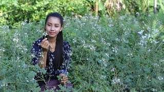 Harvest Cleome Gynandra in my homeland  Have you ever seen this seed [upl. by Elvis]