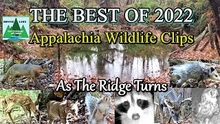 Best of 2022 Appalachia Wildlife Video Clips in the Foothills of The Great Smoky Mountains [upl. by Hesler]