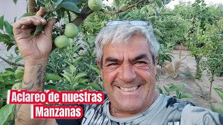 Aclareo de nuestras manzanas [upl. by Keviv]