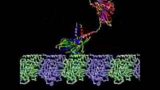 Kinesin Transport Protein [upl. by Naujit]