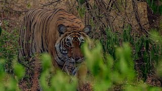 Deers Close Call with a Tiger  BBC Earth [upl. by Billen]