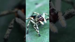 Jumping spider 🇧🇷 Brazil [upl. by Toolis]