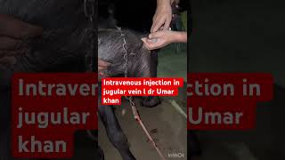 Intravenous injection in jugular vein l dr Umar khan [upl. by Him]