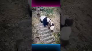 Rejected but Rescued The Lonely Journey of a Panda Cub animals panda respect animalrescue short [upl. by Drahser]