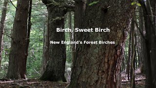 Birch Sweet Birch New Englands Forest Birches [upl. by Merrell]