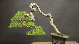 Bonsai Style Bunjin PART II [upl. by Quintin]