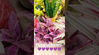 Purple heart 💜💜💜💜💜💜 plants houseplants greenheart indoorplants plantshut purplegarden flowers [upl. by Tore507]