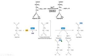 asparagine synthesis síntesis de asparagina bioquimica biochemistry [upl. by Utica]