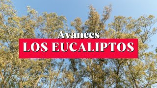 VENTA DE LOTES LOS EUCALIPTOS [upl. by Erapsag]