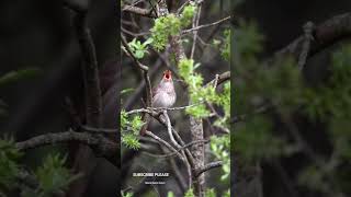 The common nightingale rufous nightingaleLuscinia megarhynchosSinging sweetlybirds birdsounds [upl. by Flossy]