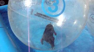 Bubble Dog Shelby is in a WOW Bubble water walker Walk on water bubble runner ball WOWBubbles [upl. by Parent]