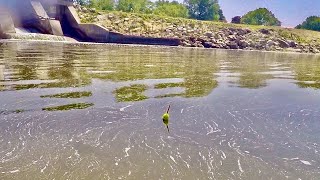 Bobber Fishing a River is a Fun way to Catch these Fish [upl. by Tratner171]