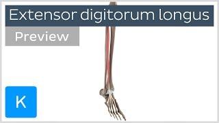 Functions of the extensor digitorum longus muscle preview  3D Anatomy  Kenhub [upl. by Helse210]